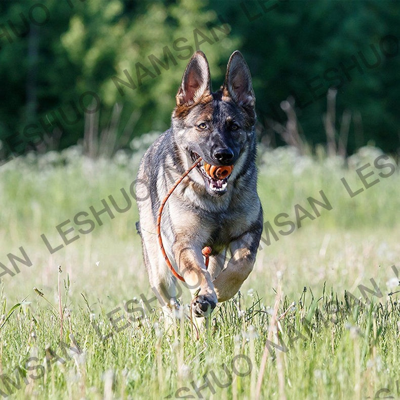 Durable Pet Interactive Exercise Ball Toys Dog Reward Chew Toy